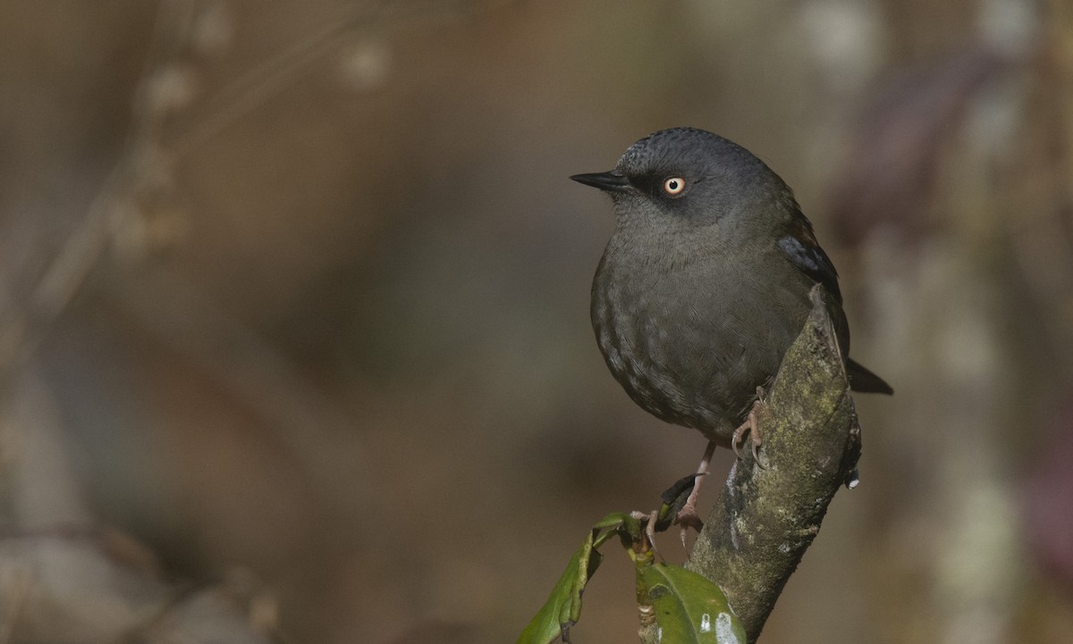 Maroon-backed Accentor - ML528006611