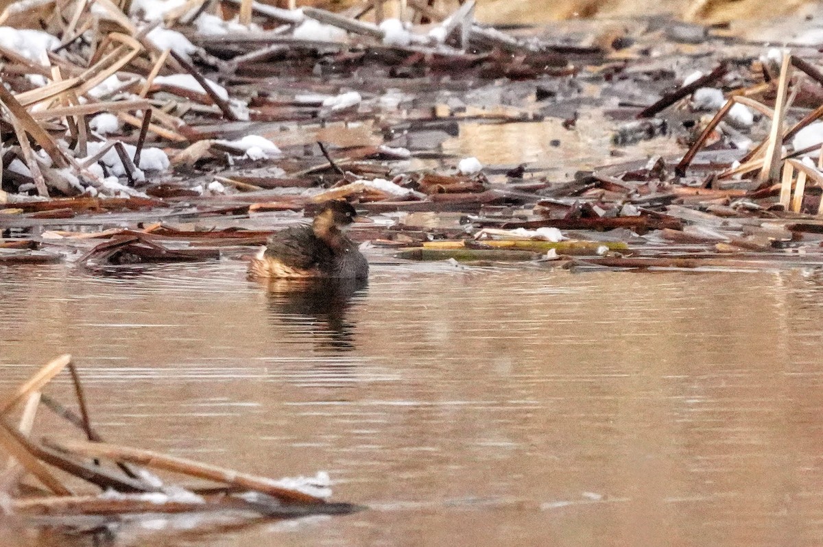 Little Grebe - Hikawa Takeshi