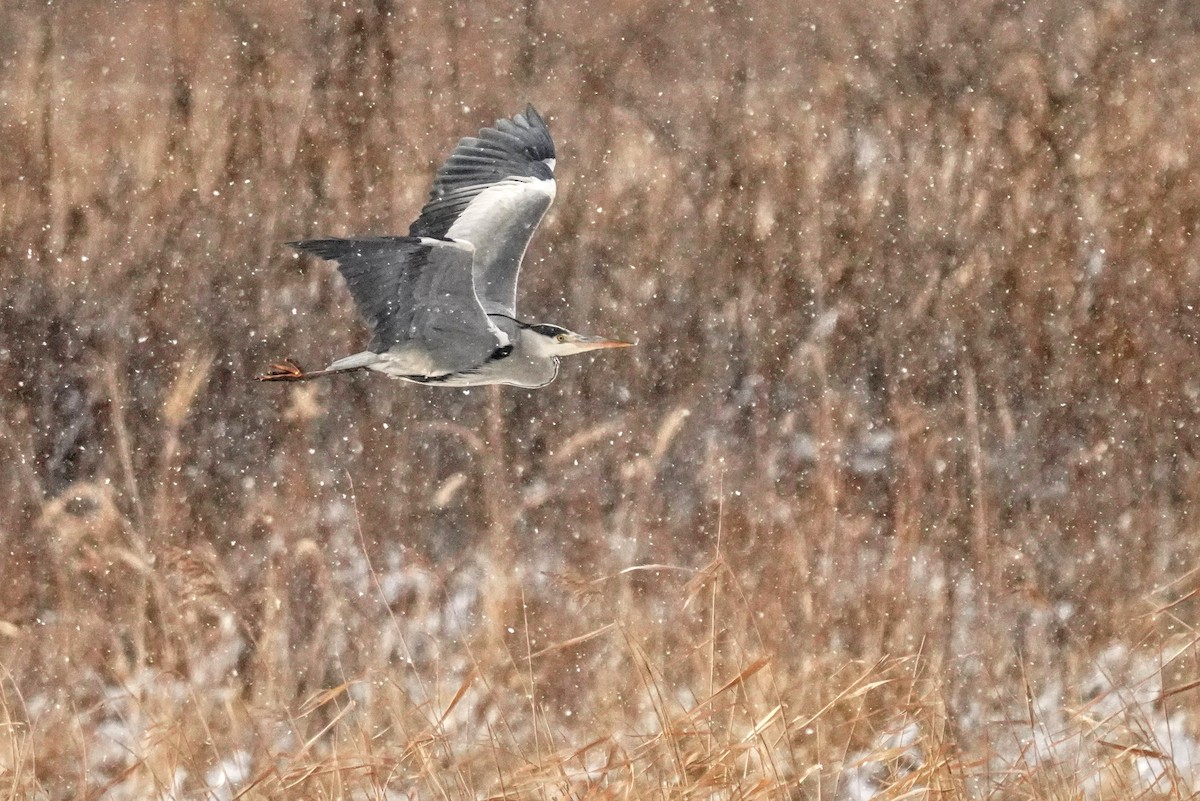 Gray Heron - Hikawa Takeshi