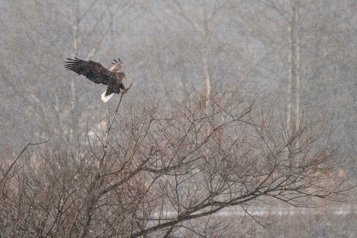 White-tailed Eagle - Hikawa Takeshi