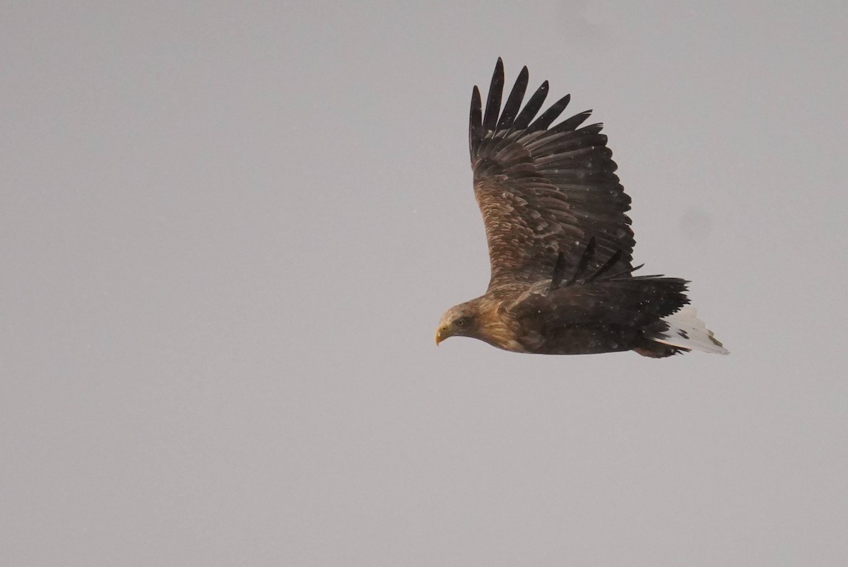 White-tailed Eagle - ML528007801