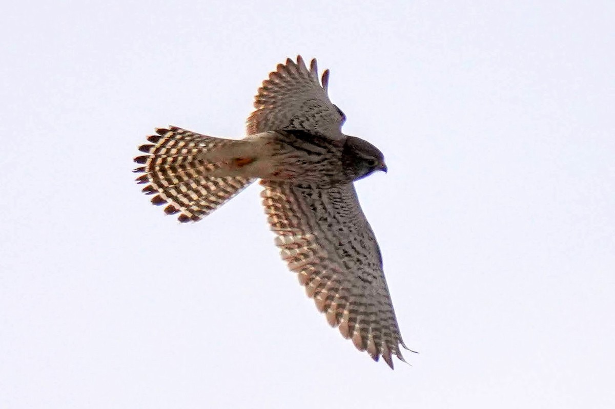 Eurasian Kestrel - Hikawa Takeshi