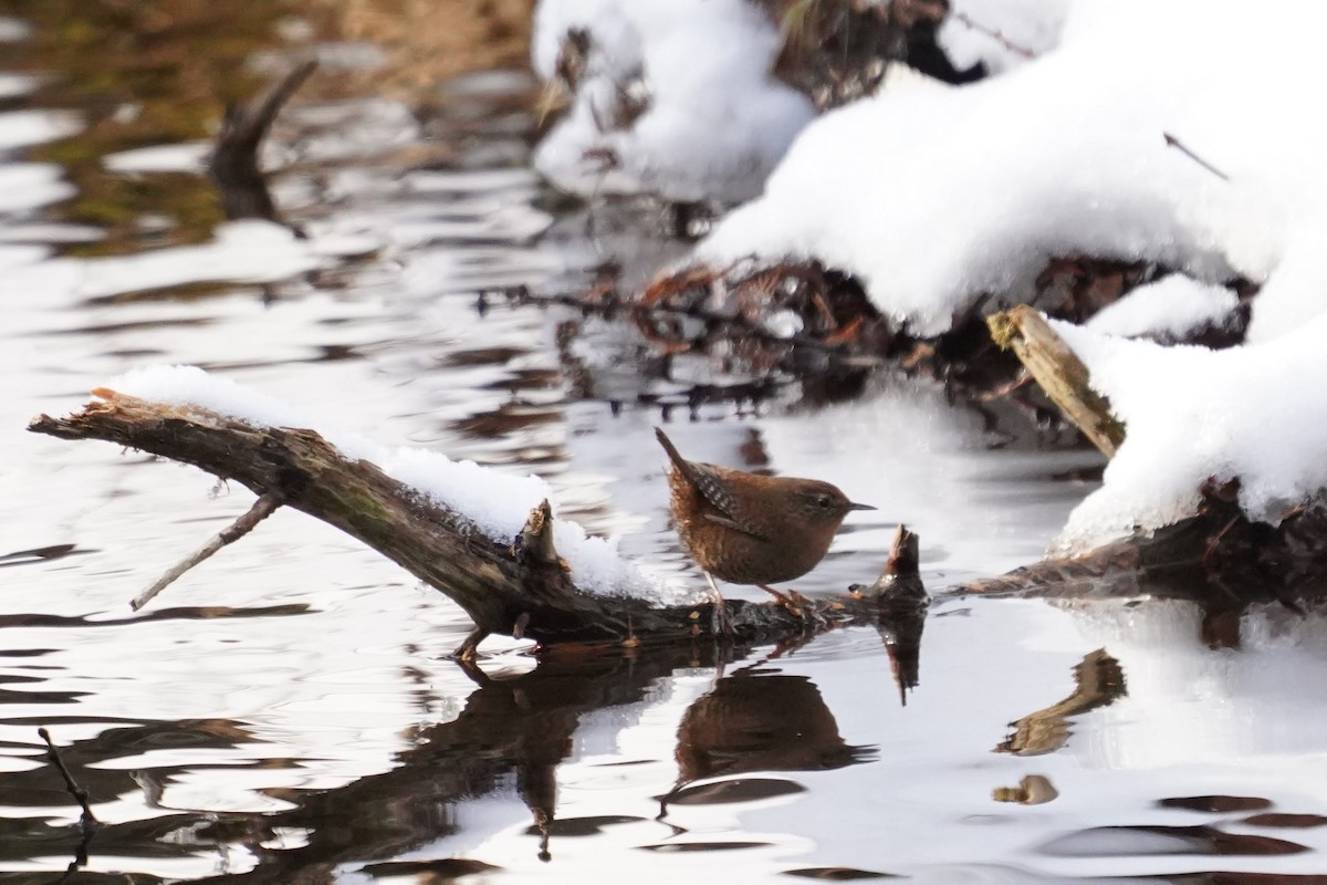 Eurasian Wren - ML528008771