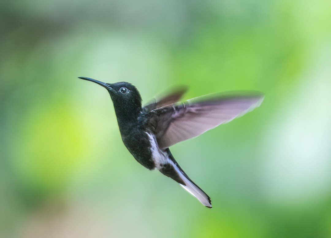 Colibrí Negro - ML528009161