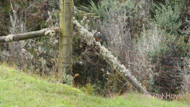 Red-rumped Bush-Tyrant - ML528009211