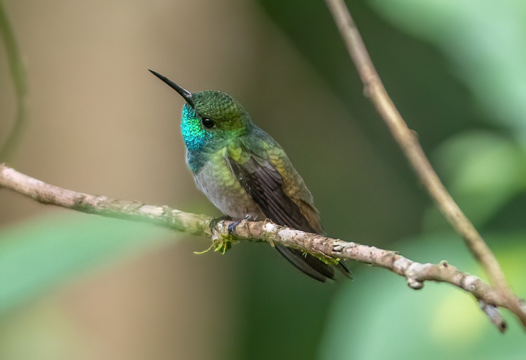 Glittering-throated Emerald - Anderson  Sandro