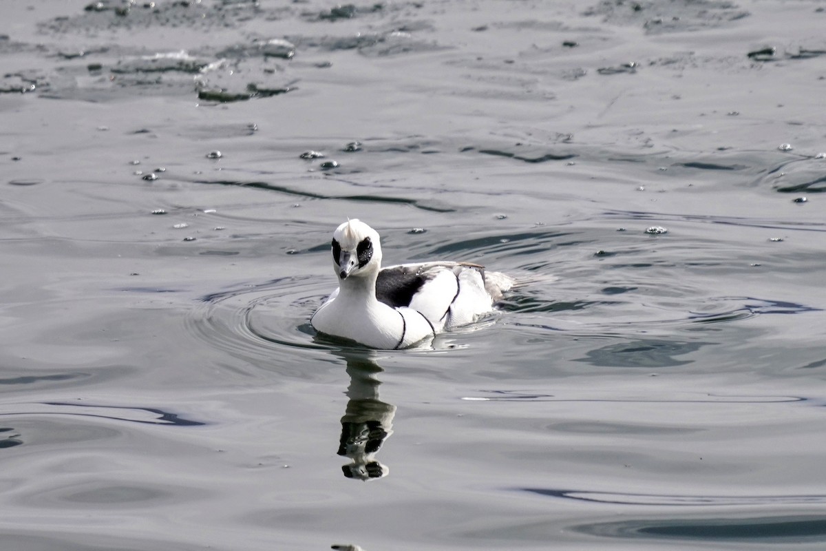 Smew - Hikawa Takeshi