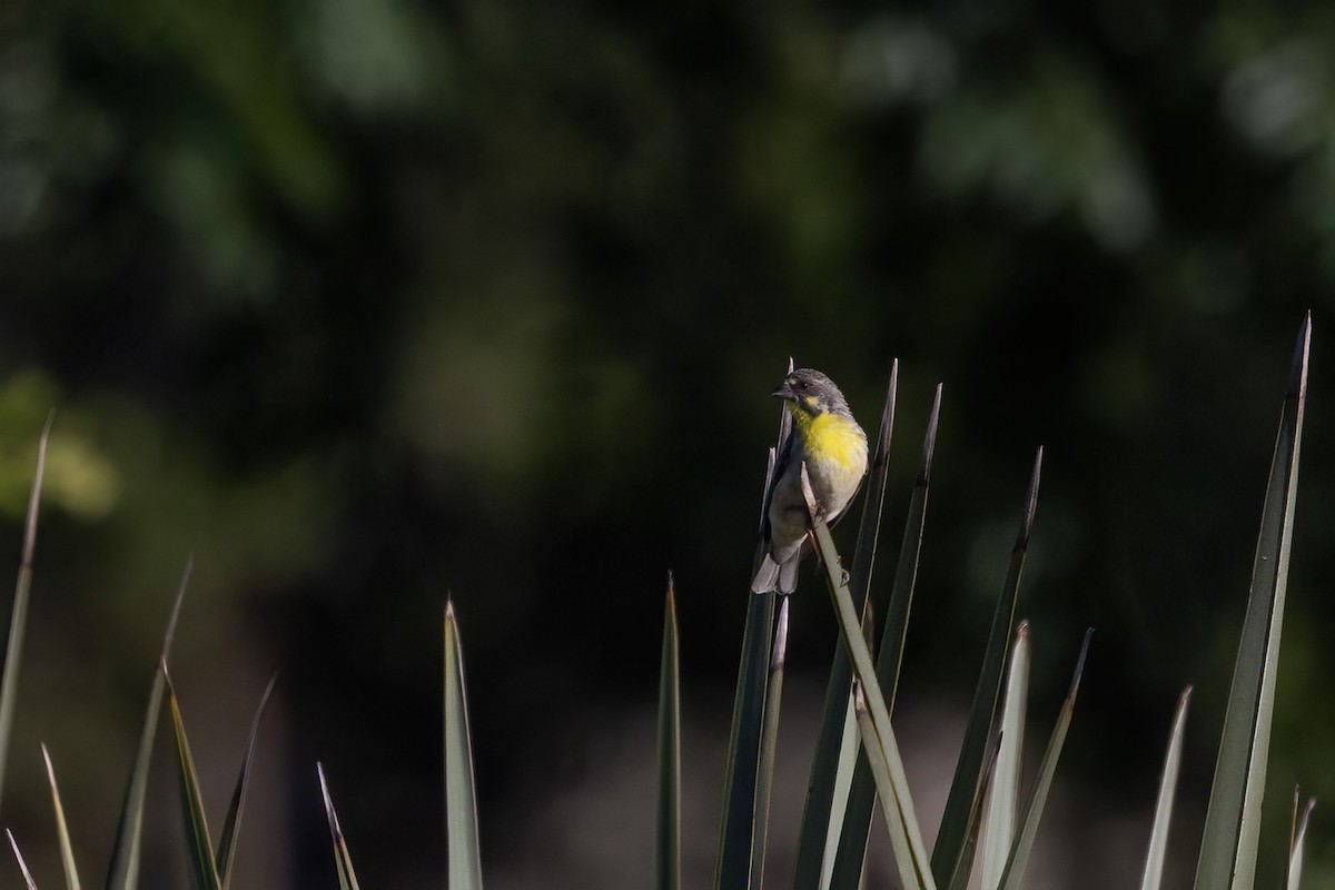 Lemon-breasted Seedeater - ML528009721