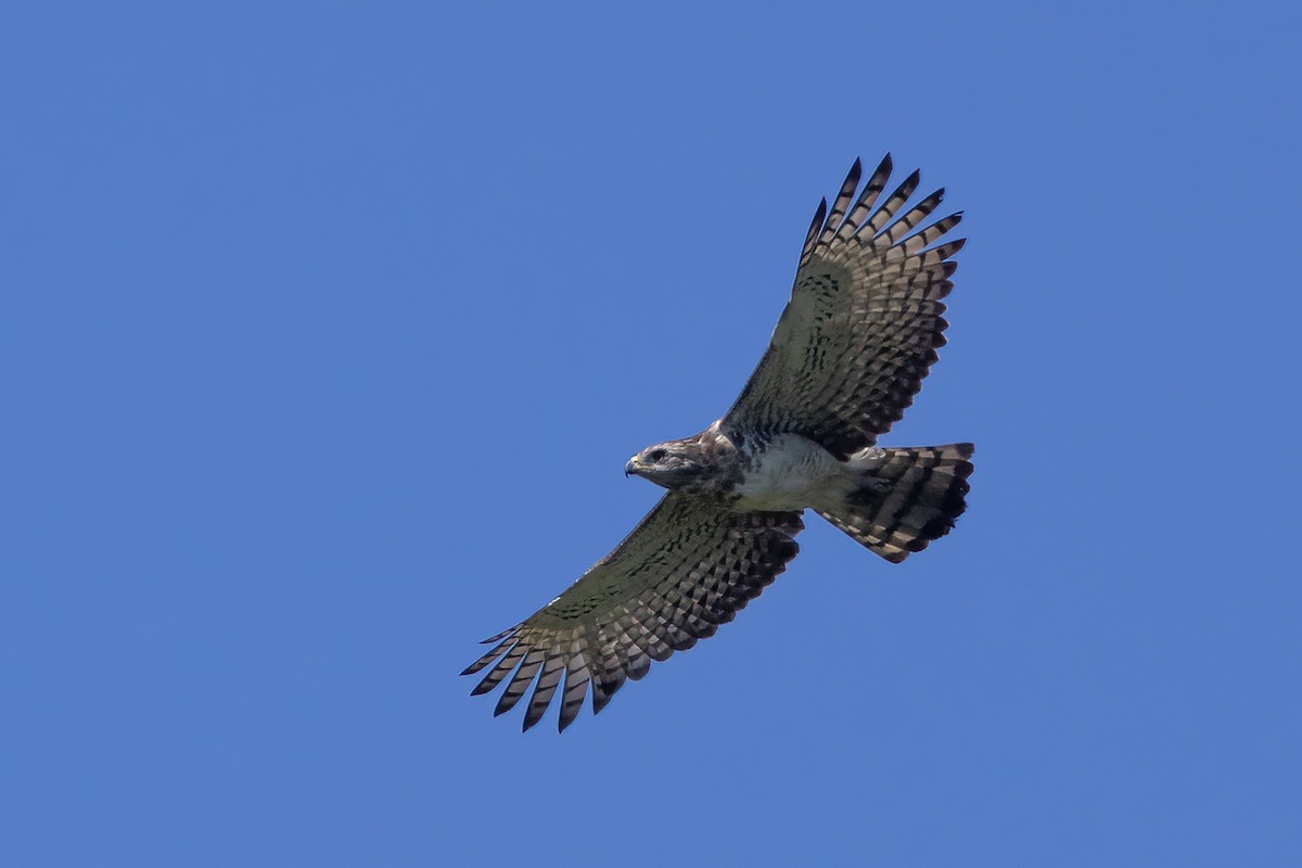 Fasciated Snake-Eagle - Niall D Perrins