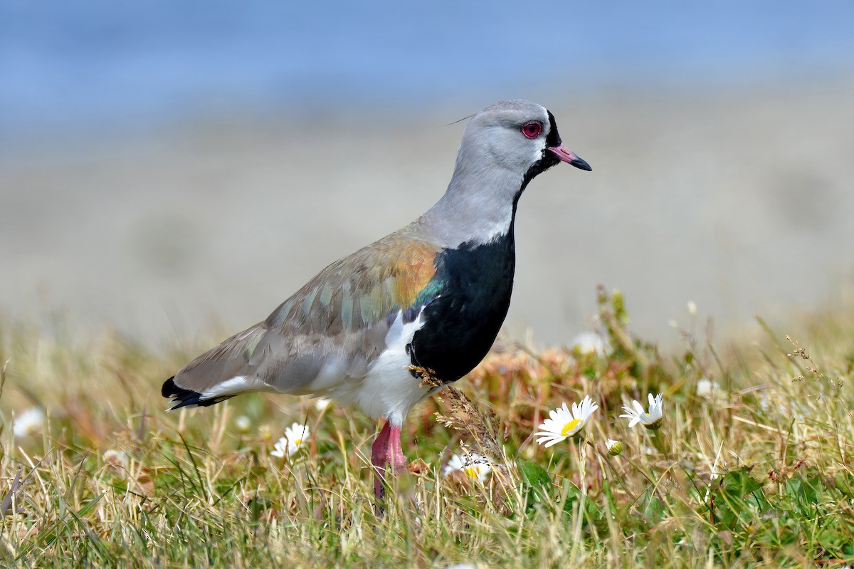 Southern Lapwing - ML528010481