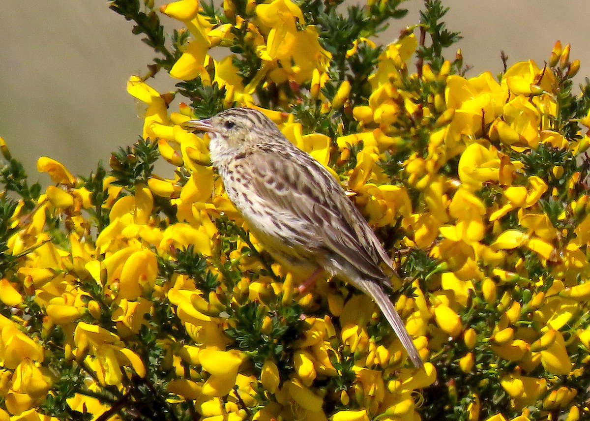 Correndera Pipit - Ted Floyd