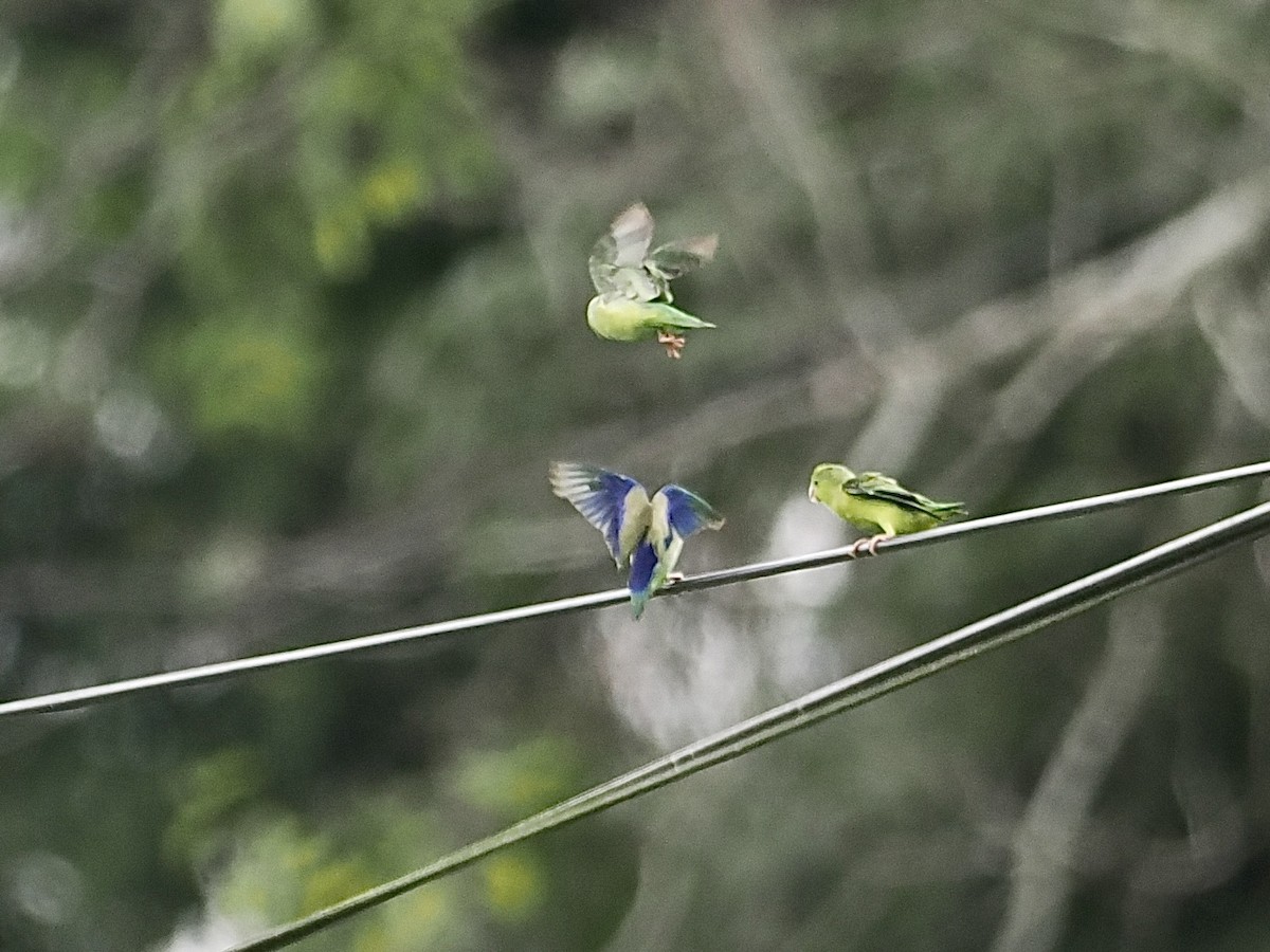 Pacific Parrotlet - Gabriel Willow