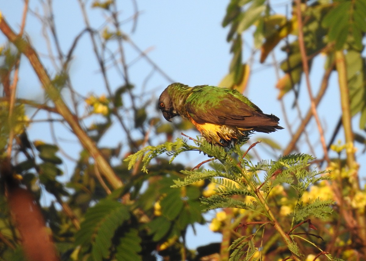 Senegal Parrot - Mark Smiles