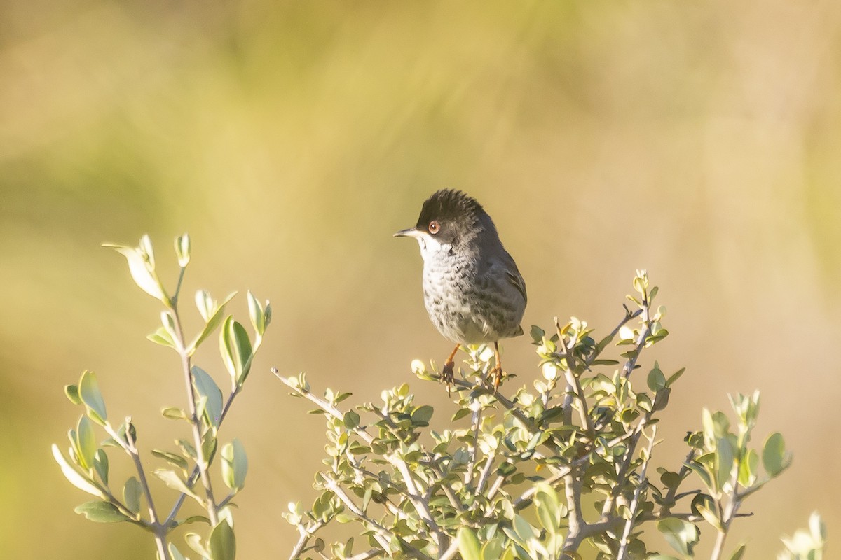 Cyprus Warbler - ML528011921