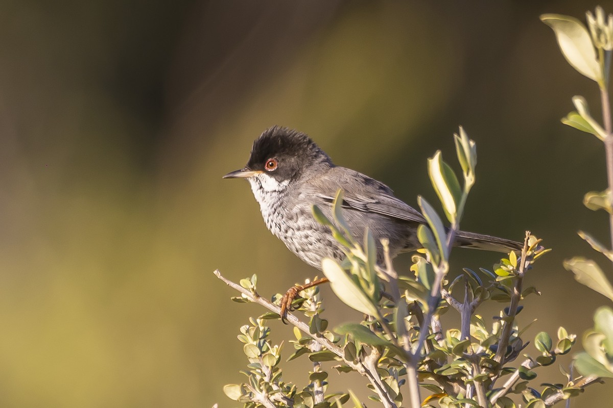 Cyprus Warbler - ML528012011