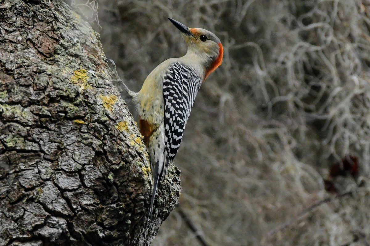 Red-bellied Woodpecker - Tom Duncan
