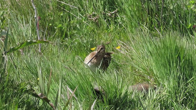 Magellanic Snipe - ML528012141