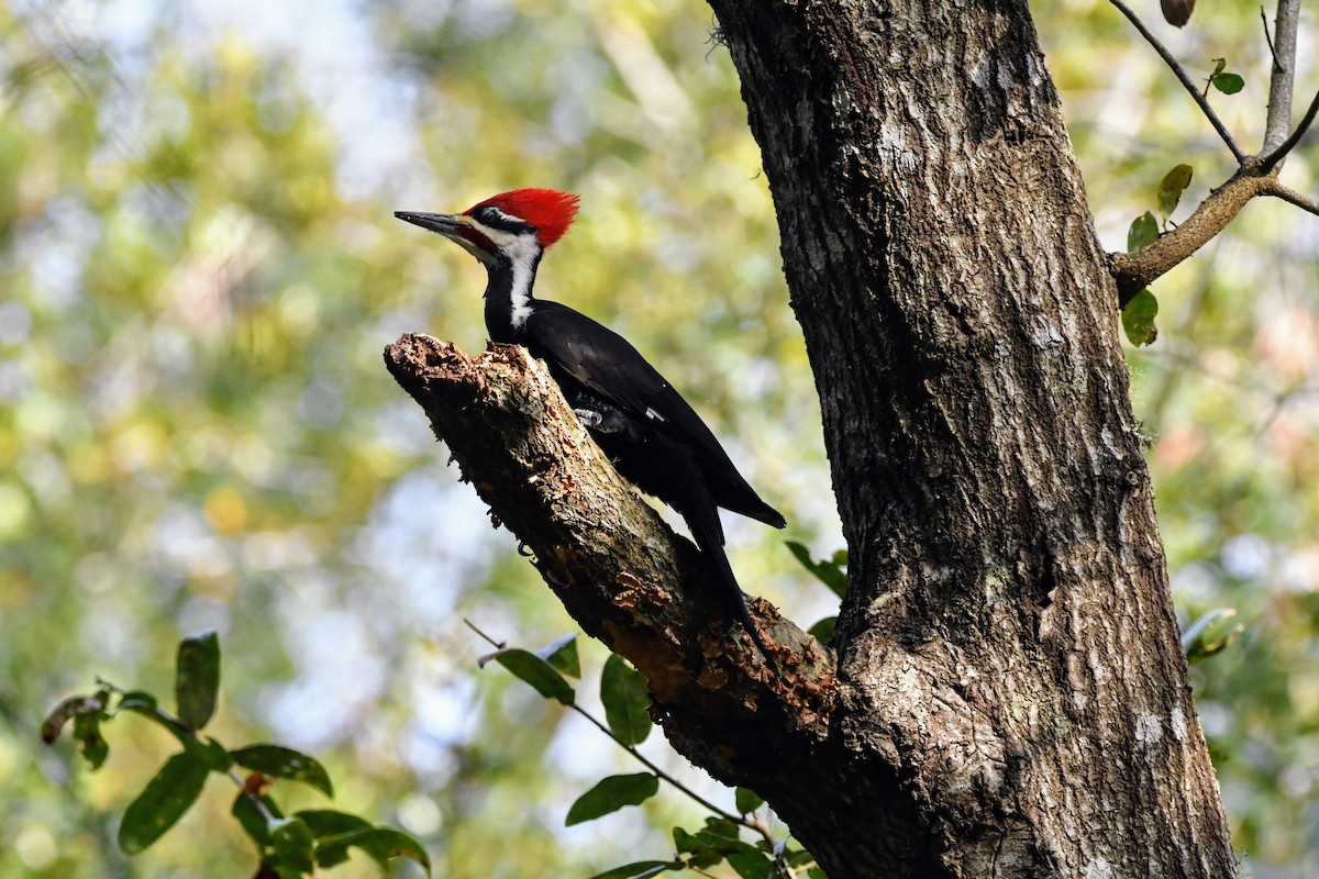 Pileated Woodpecker - ML528012211