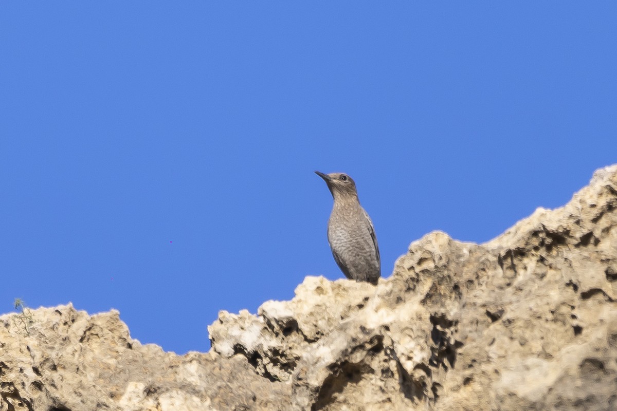 Blue Rock-Thrush - ML528012491