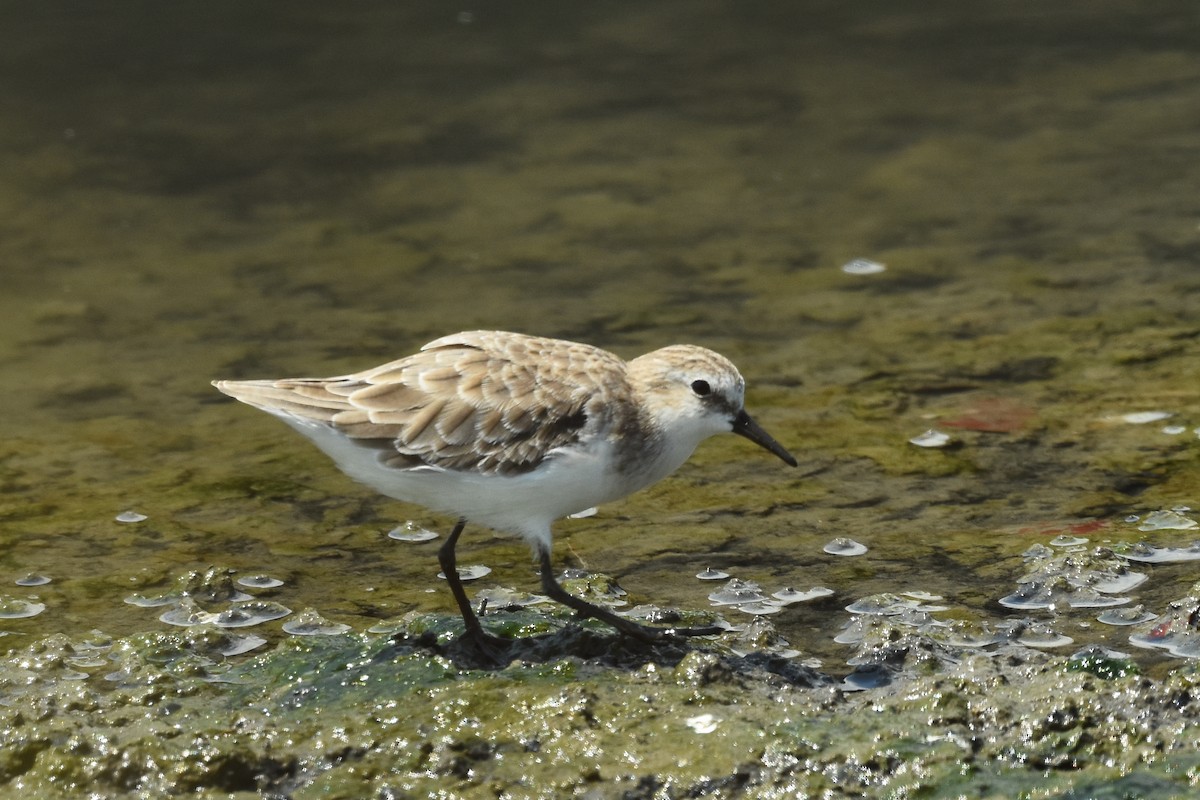 Little Stint - ML528013211