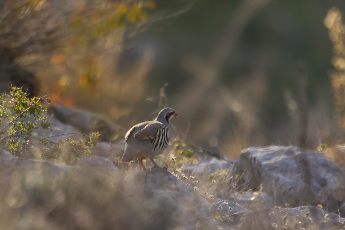 Chukar - ML528013331