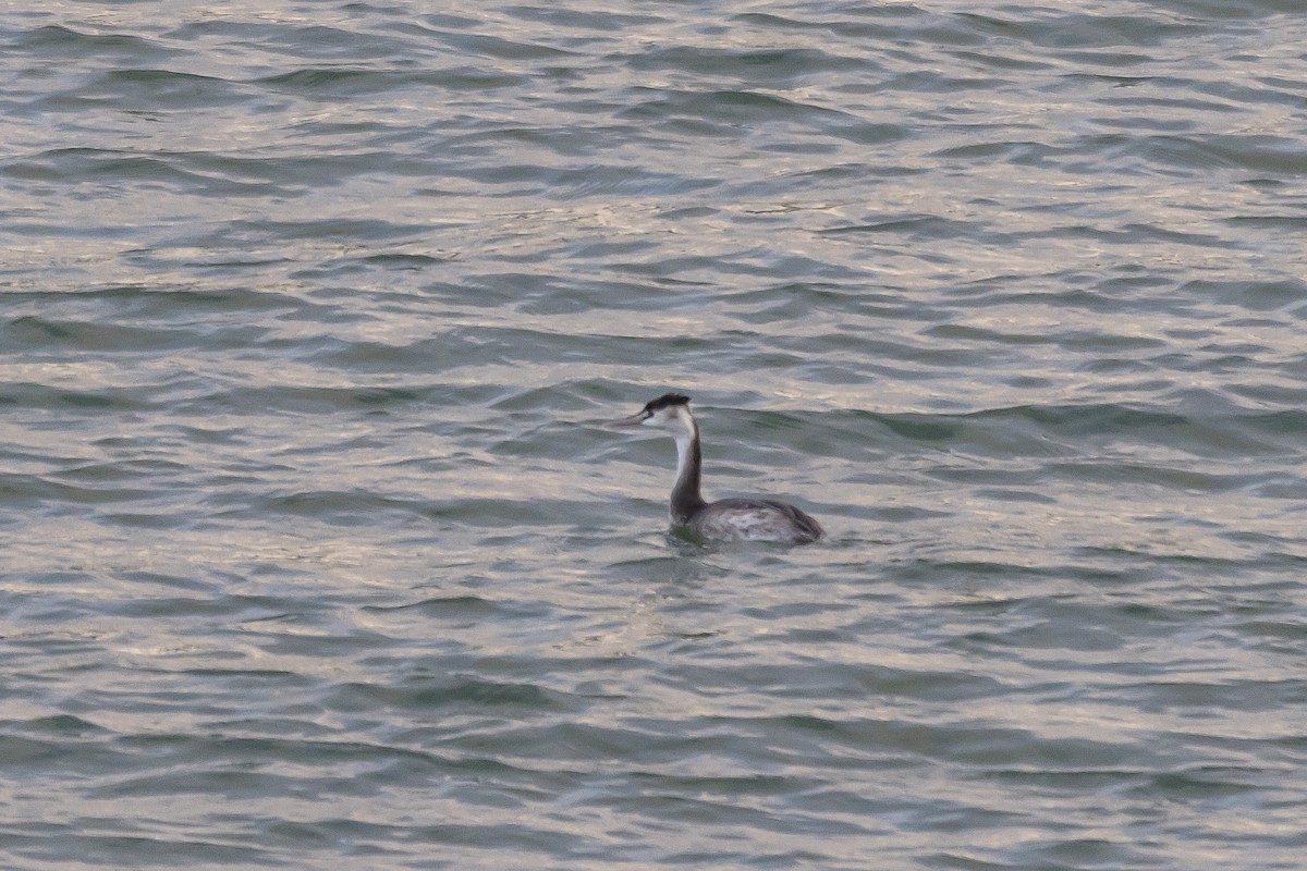 Great Crested Grebe - ML528013351