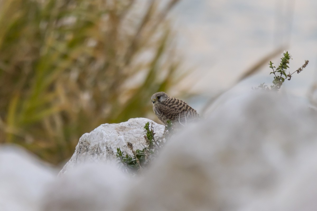 Eurasian Kestrel - ML528013461