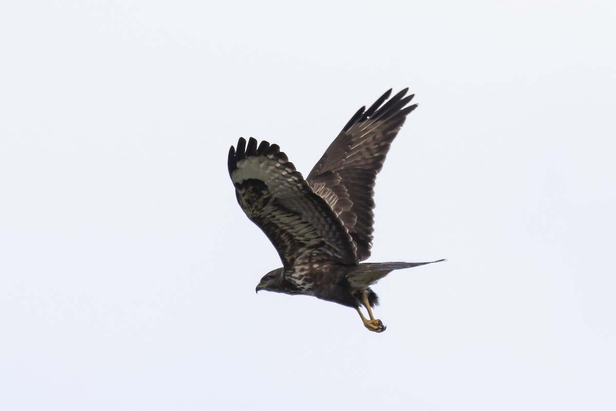 Common Buzzard - ML528013531