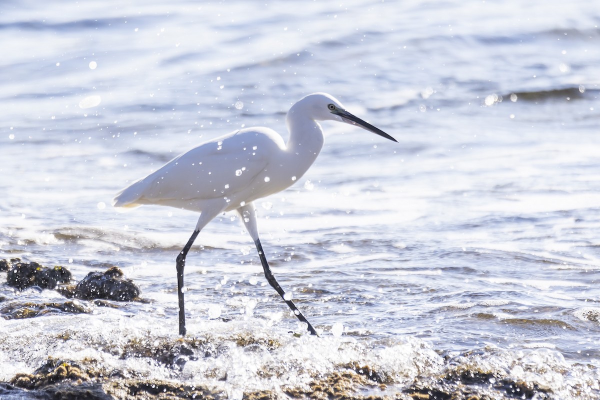 Little Egret - ML528014061