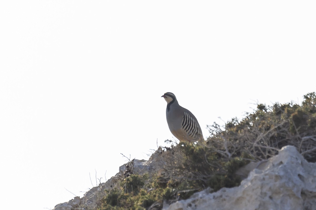 Chukar - ML528014491