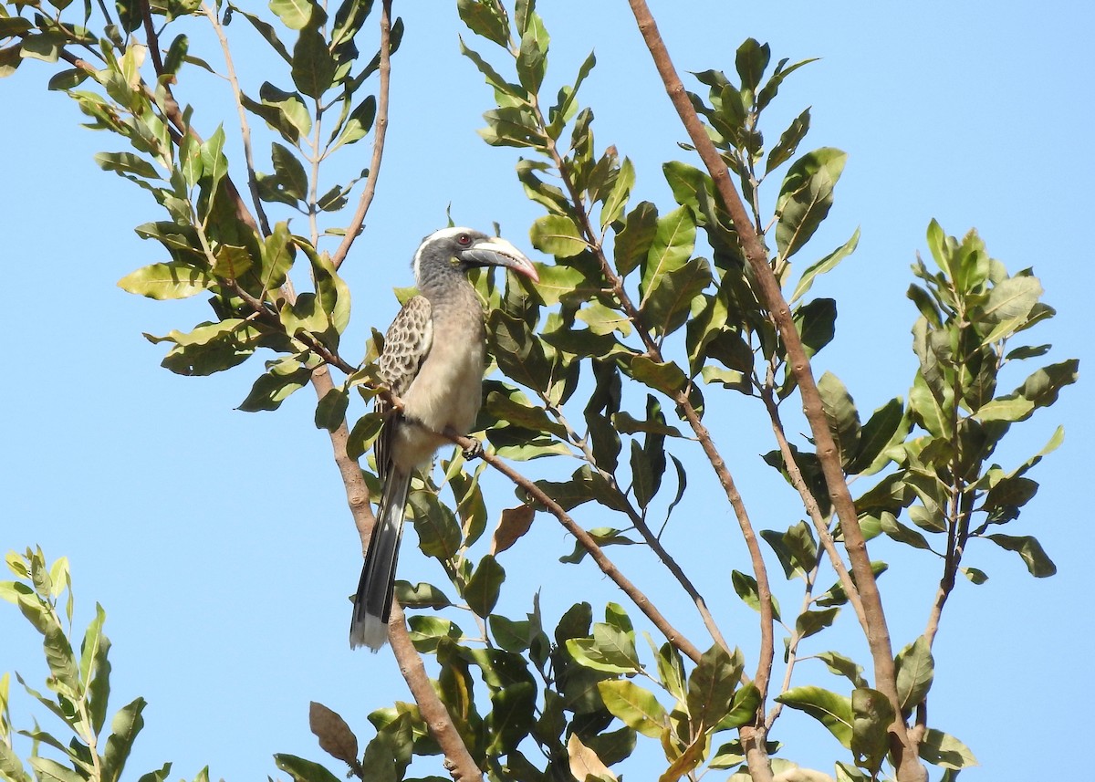 African Gray Hornbill - ML528014861