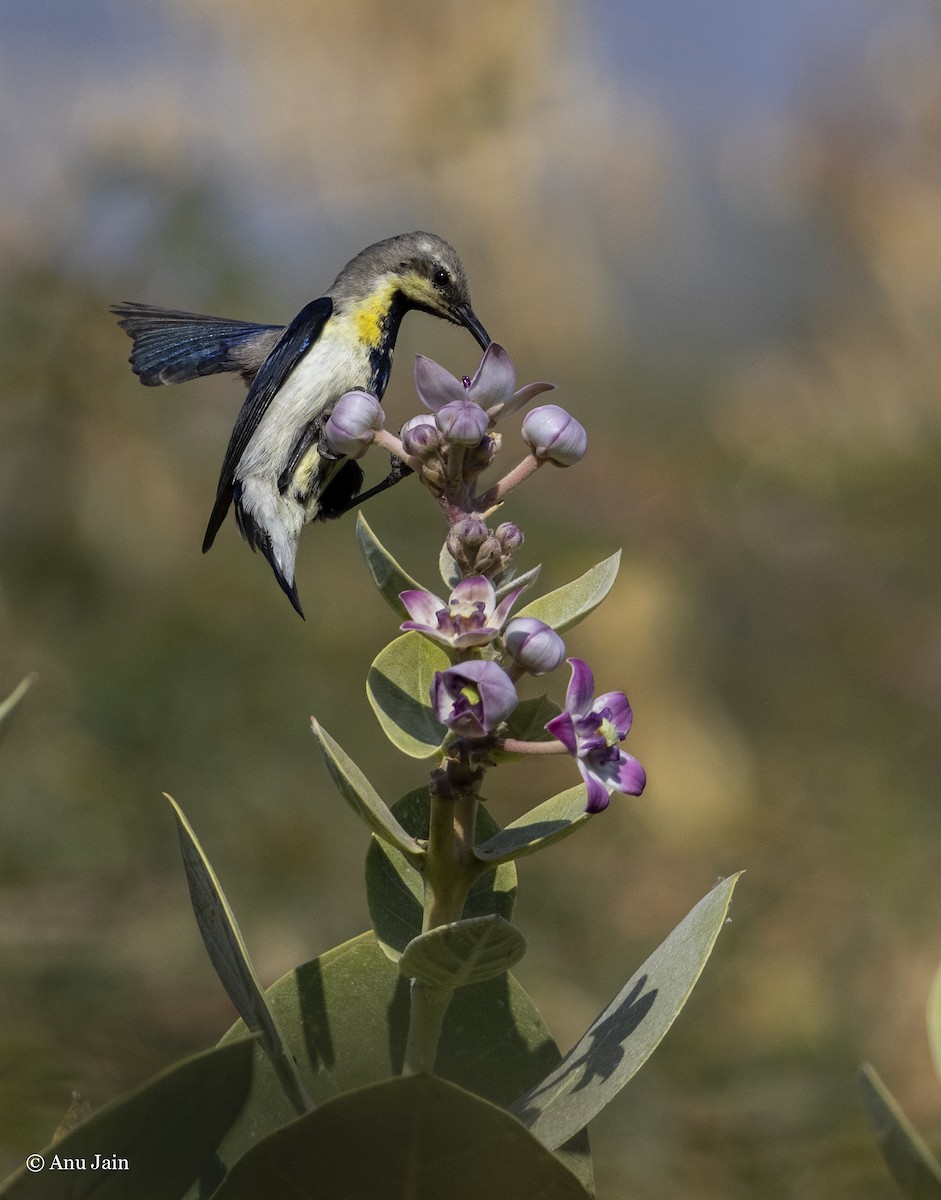 Purple Sunbird - ML528014901