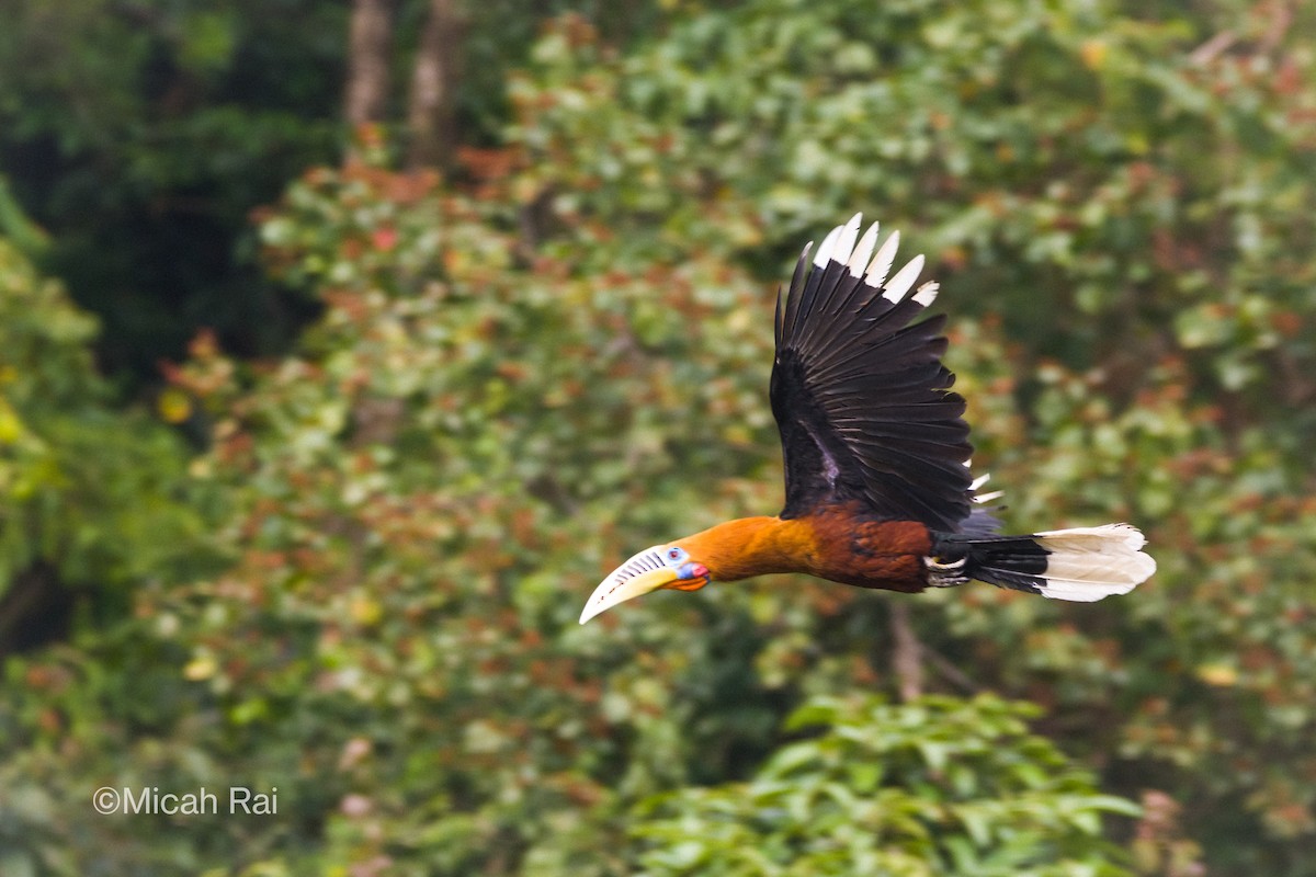 Rufous-necked Hornbill - Micah Rai