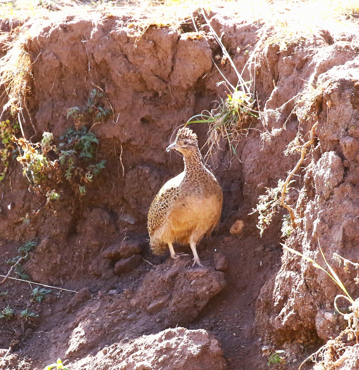 Ornate Tinamou - ML528017341