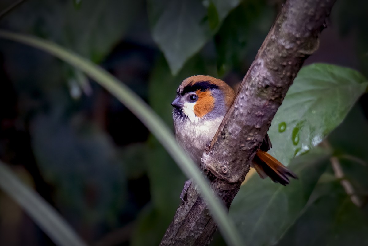 Black-throated Parrotbill - Shantanu Mukherjee