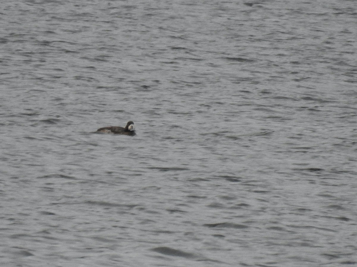 Greater Scaup - ML528017621