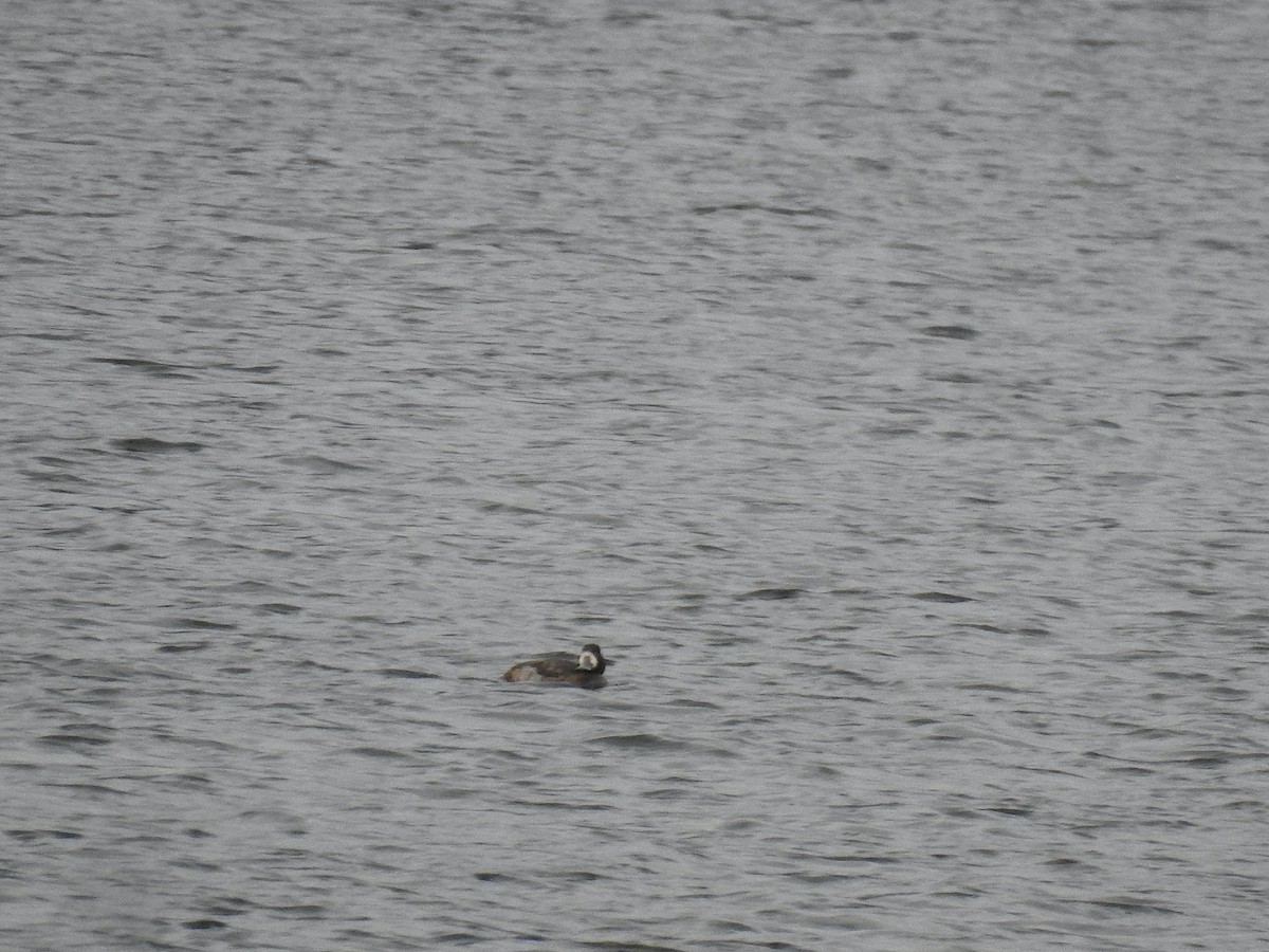 Greater Scaup - ML528017641