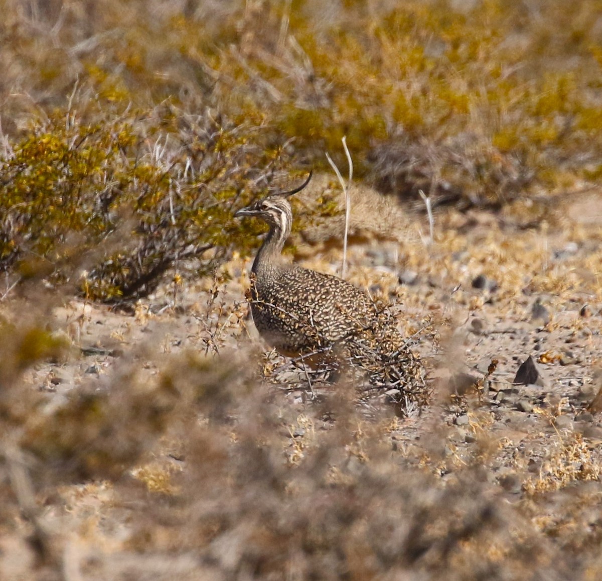 Elegant Crested-Tinamou - Viviane De Luccia