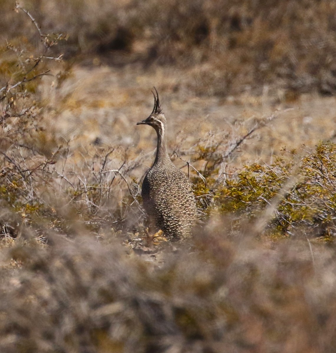 Elegant Crested-Tinamou - Viviane De Luccia