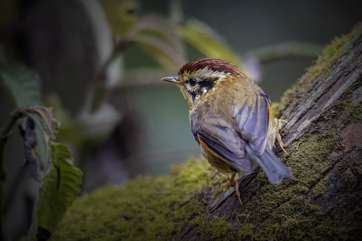 Rufous-winged Fulvetta - ML528018221