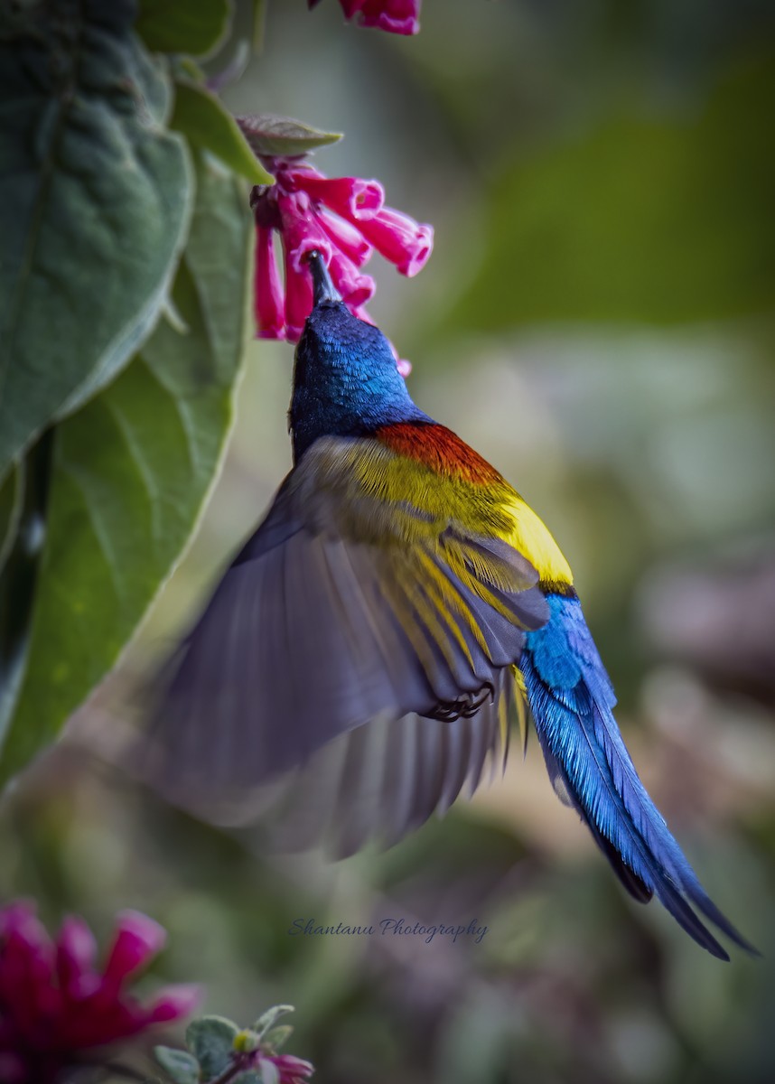 Green-tailed Sunbird - ML528018271