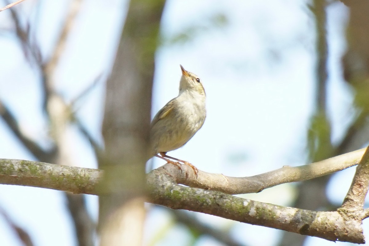 Arctic Warbler - ML528018621