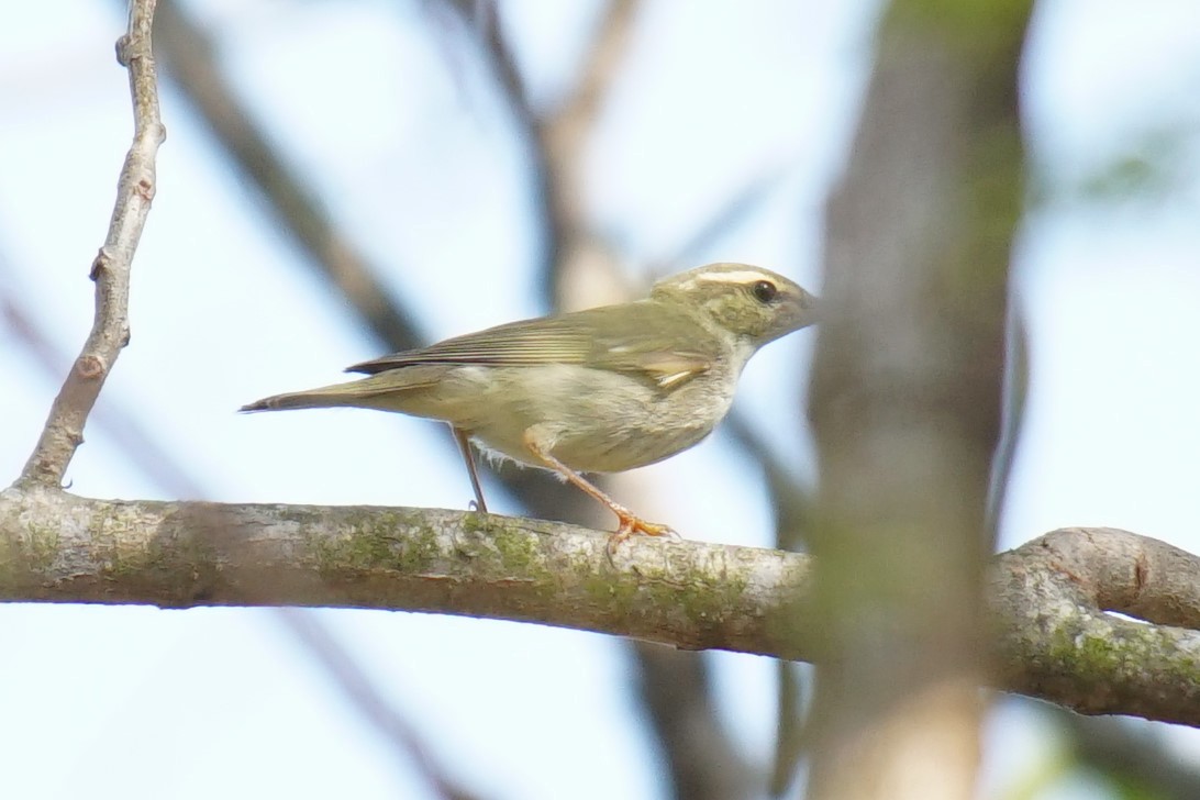 Arctic Warbler - ML528018631
