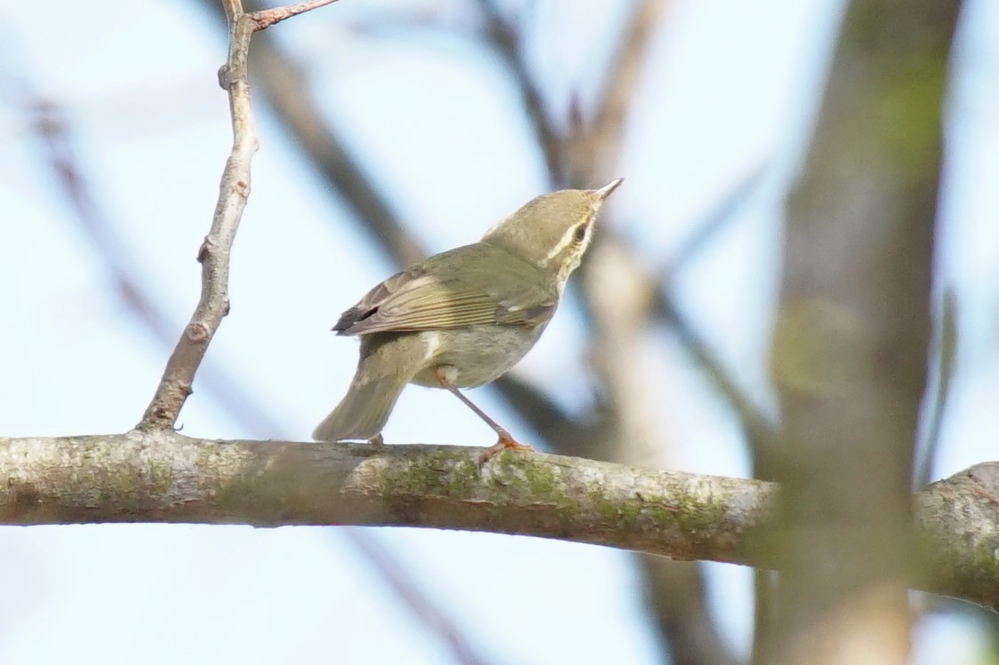Arctic Warbler - ML528018661