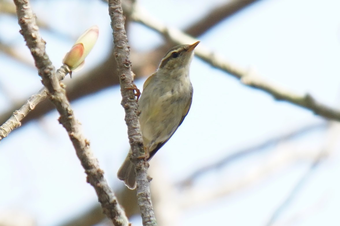 Arctic Warbler - ML528018691