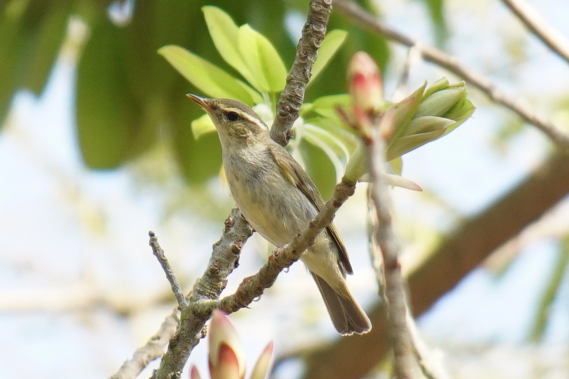 Arctic Warbler - ML528018751