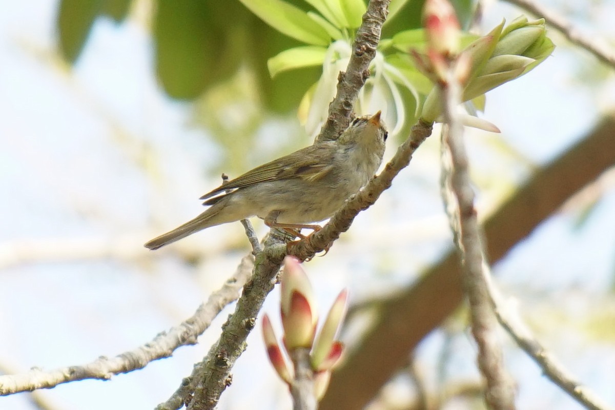 Arctic Warbler - ML528018791