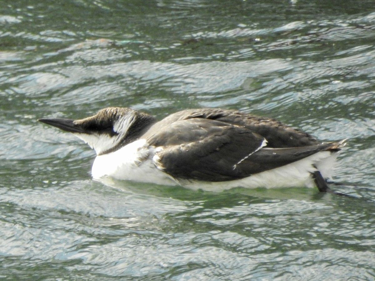 Common Murre - ML528019771
