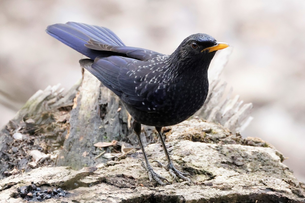 Blue Whistling-Thrush - John Mills
