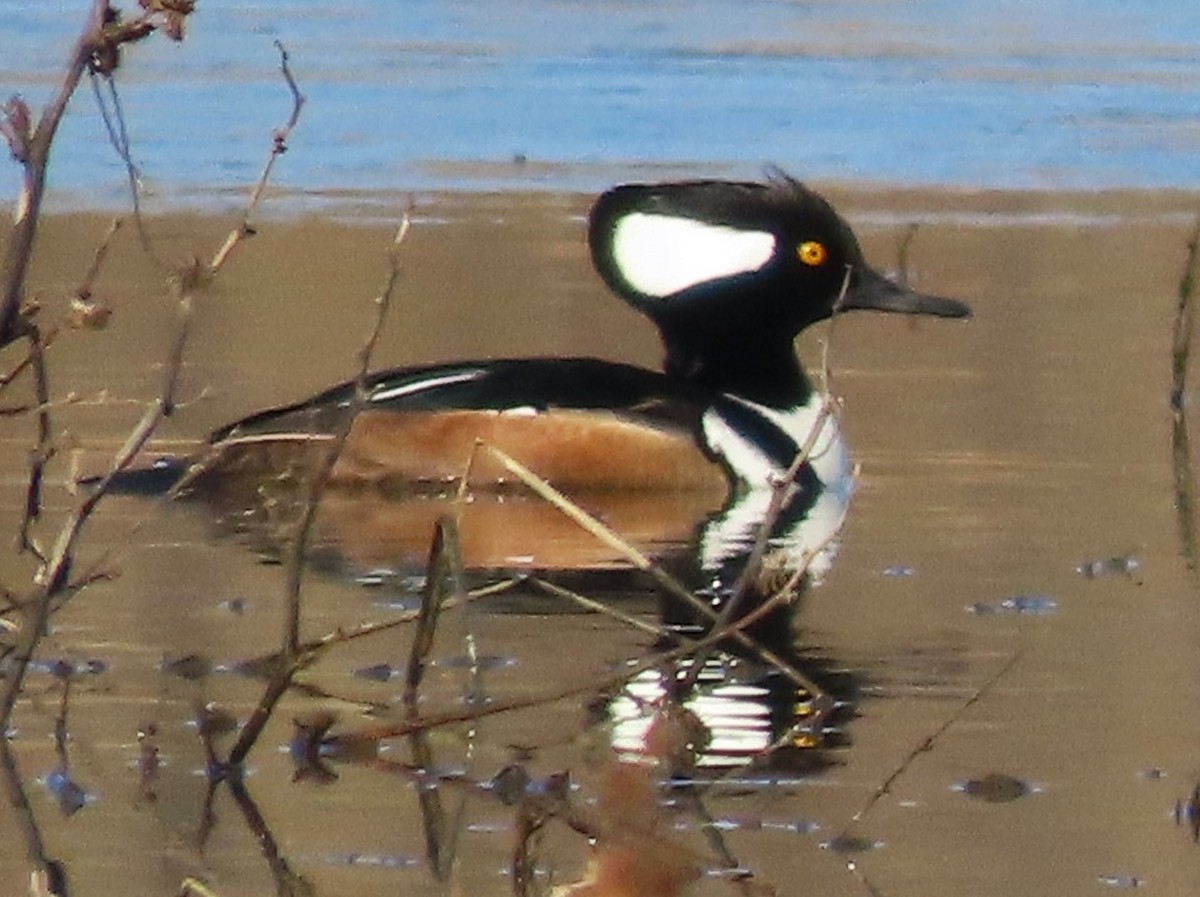 Hooded Merganser - ML528020121